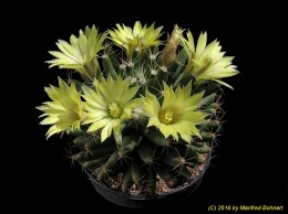 Mammillaria uberiformis 1616